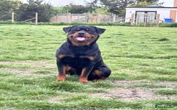 Rottweiler dogs for sale: Beautiful Male Rottweiler  - Image 3