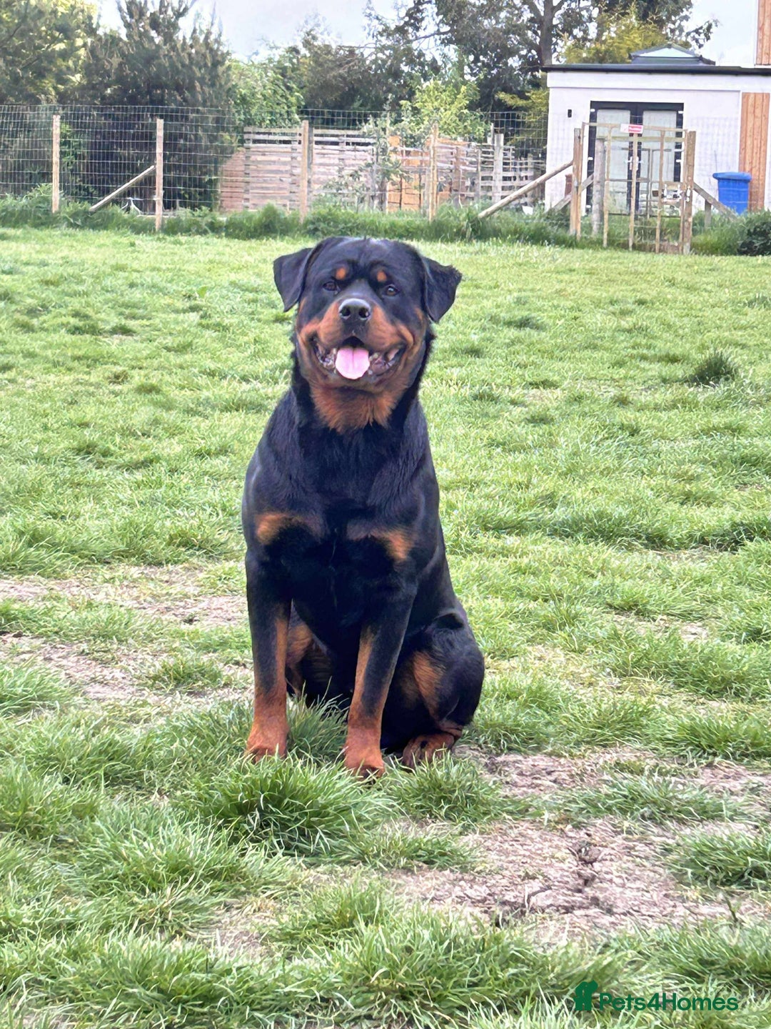 Rottweiler dogs for sale: Beautiful Male Rottweiler  - Image 3