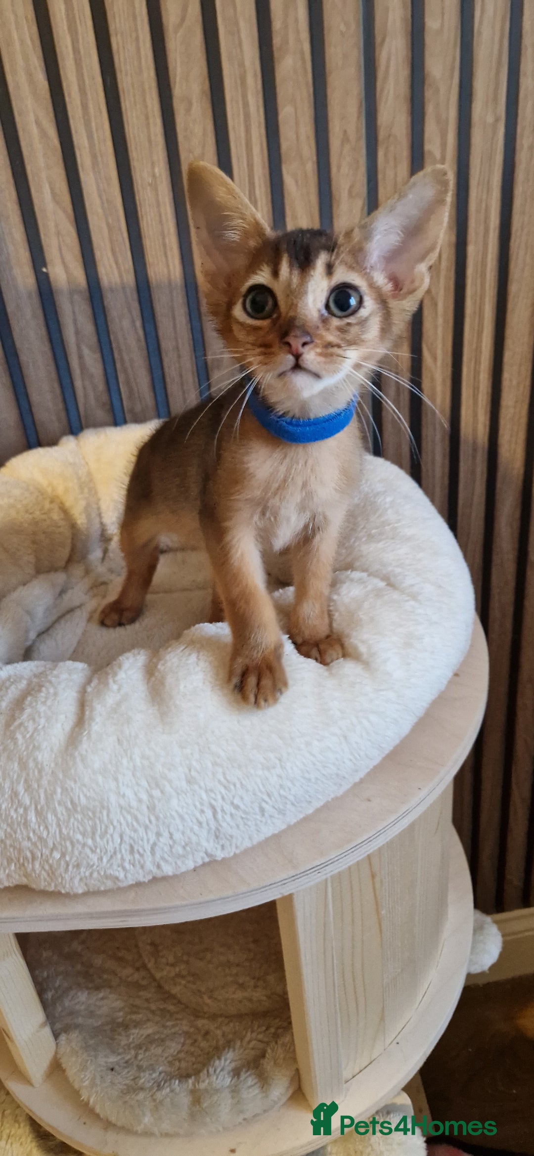 Abyssinian cats for sale: Pure Abyssian kittens ❤️ - Advert 31
