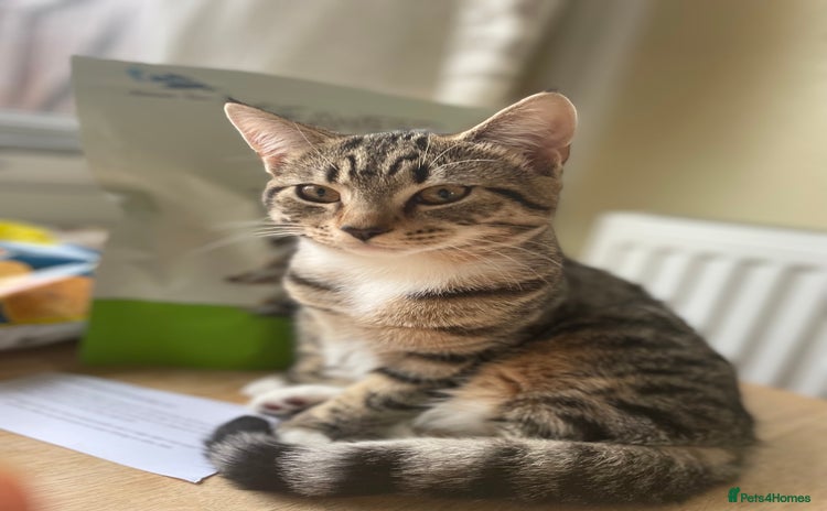British Shorthair cats - Advert 16