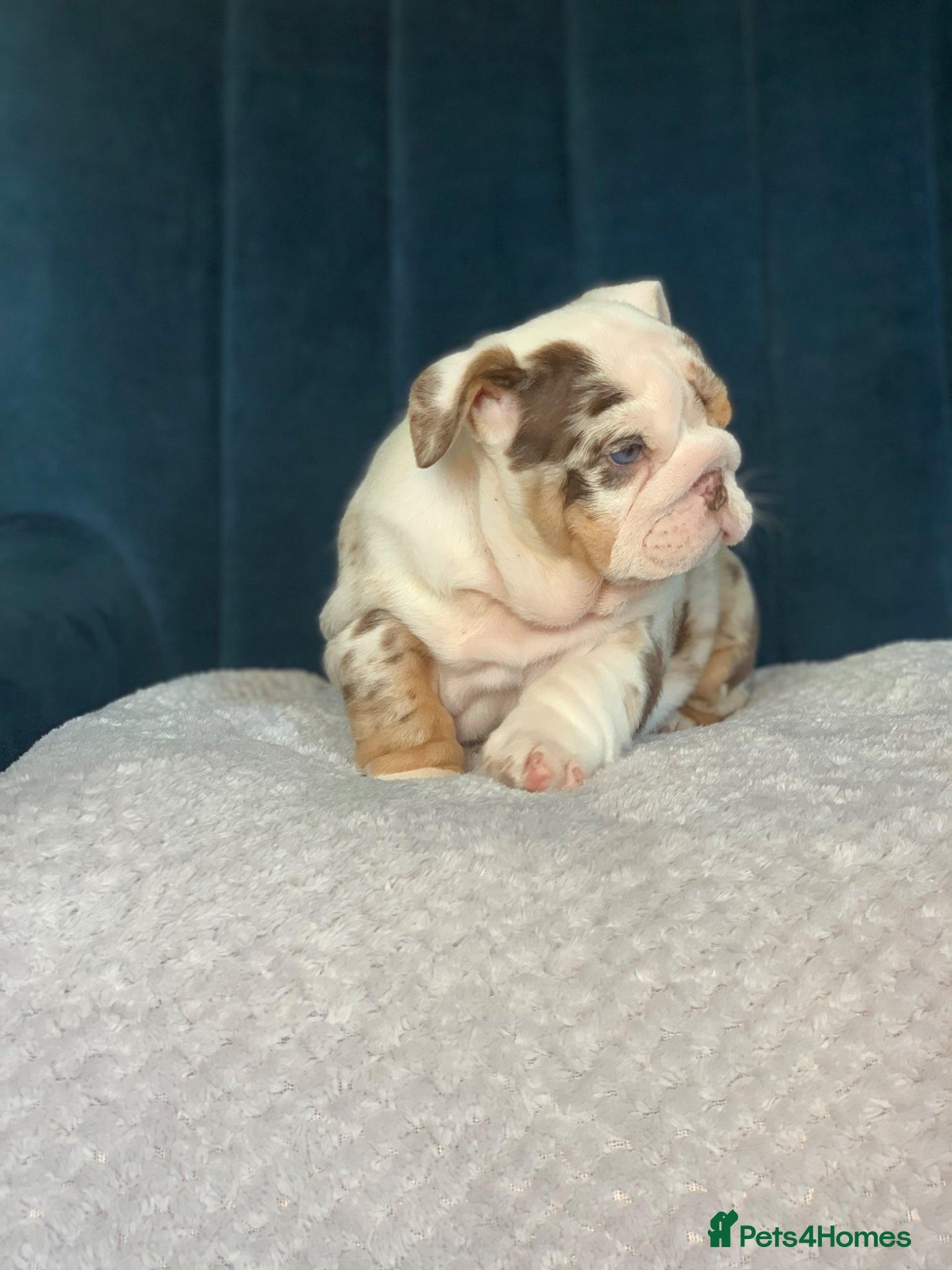 English Bulldog dogs Beautiful bulldog puppies  - Advert 11