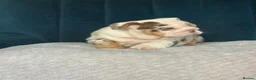 English Bulldog dogs for sale: Beautiful bulldog girl puppy  - Advert 12