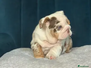 English Bulldog dogs Beautiful bulldog puppies - Advert 11
