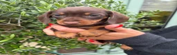 Miniature Dachshund dogs for sale: Stunning KC Miniature Dachshund Litter of 7 in Burnley - Advert 18