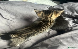 Bengal cats for sale: Bengal cross tabby girl kittens  - Advert 6