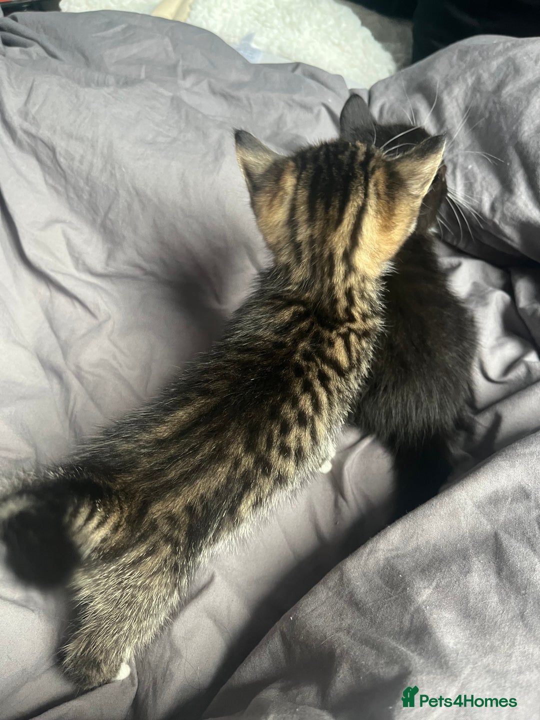 Bengal cats for sale: Bengal cross tabby girl kittens  - Advert 6