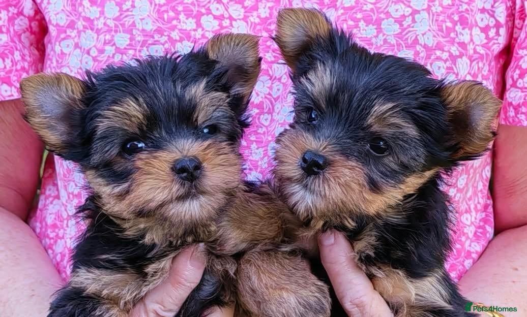 Yorkshire Terrier dogs Yorkshire Terrier puppies,  KC Registered  - Advert 1