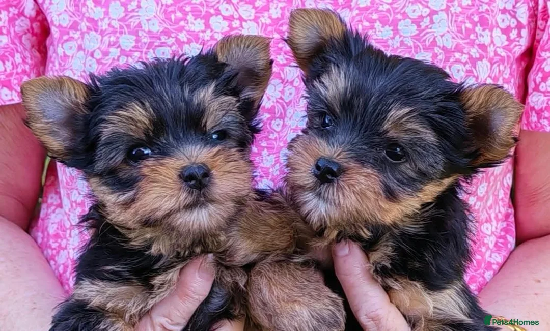 Yorkshire Terrier dogs for sale: Yorkshire Terrier puppies,  KC Registered  - Advert 1