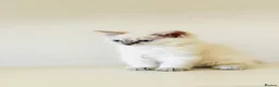 Ragdoll cats for sale: GCCF REGISTERED RAGDOLLS - Advert 6