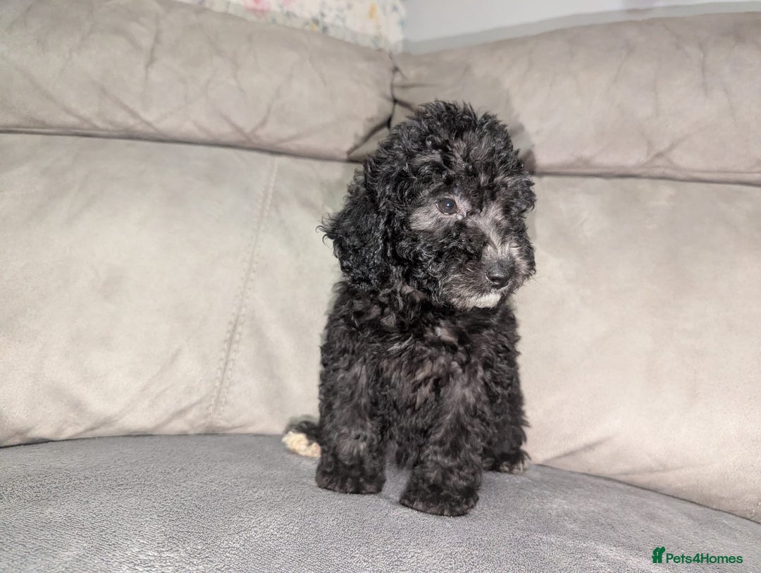 Cockapoo dogs for sale: 🐶 3 Left- Ready to Leave 🐶 - Advert 22