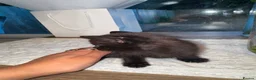 Mixed Breed cats for sale: Mixed breed kittens for sale in Leicester - Advert 8