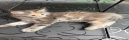Maine Coon cats for sale: Beautiful Mainecoon kittens ready for loving homes in Rochdale - Advert 16