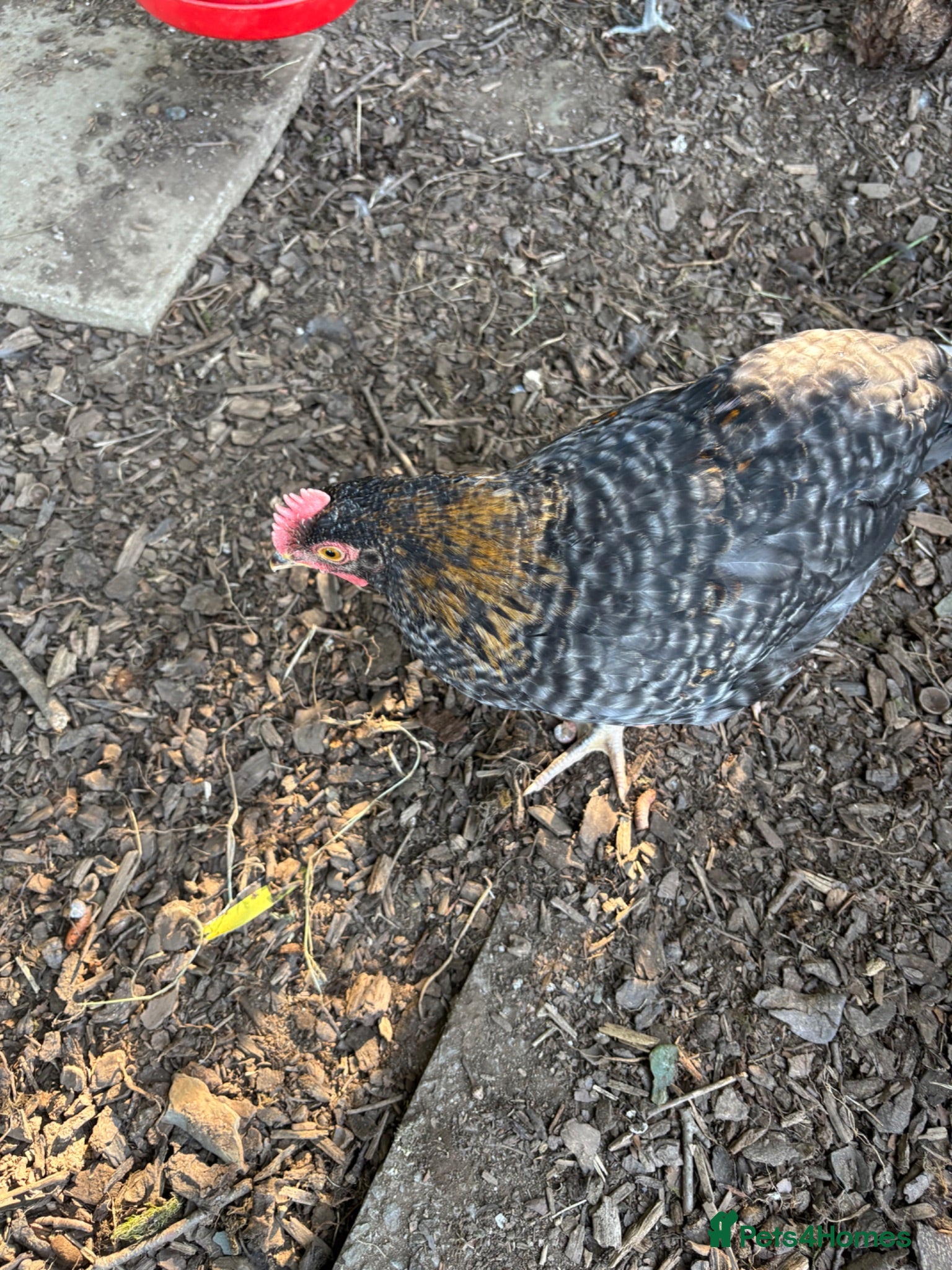 Chickens poultry Young mixed breed cockerels - Advert 1
