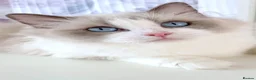 Ragdoll cats for sale: INDOOR FULL PEDIGREE 4 YEARS RAGDOLL FEMALE CAT - Advert 12