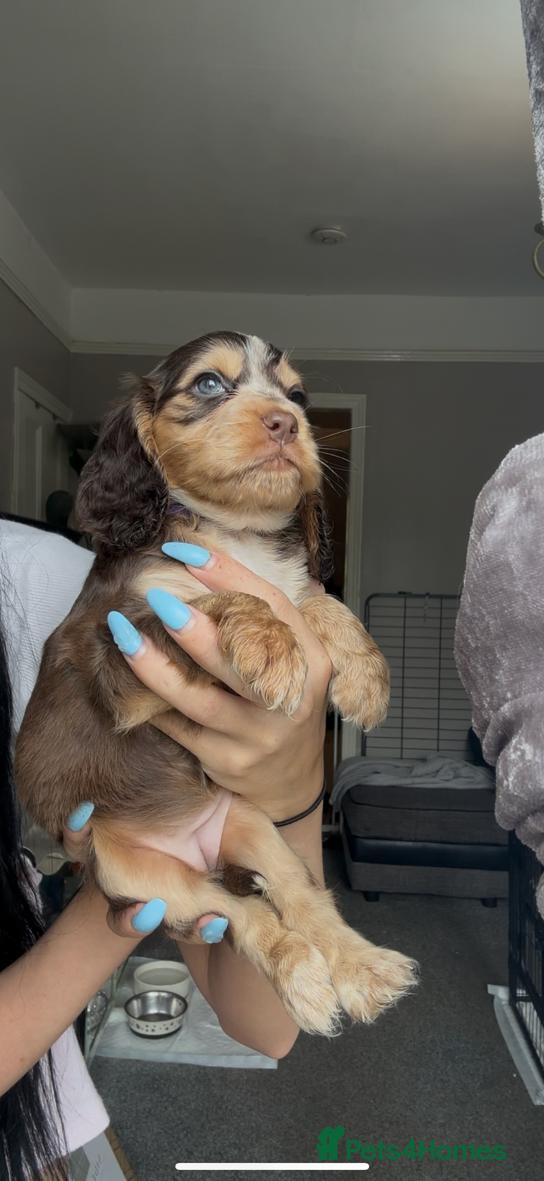Cocker Spaniel dogs for sale: 7 beautiful chocolate sable cocker spaniels - Image 22