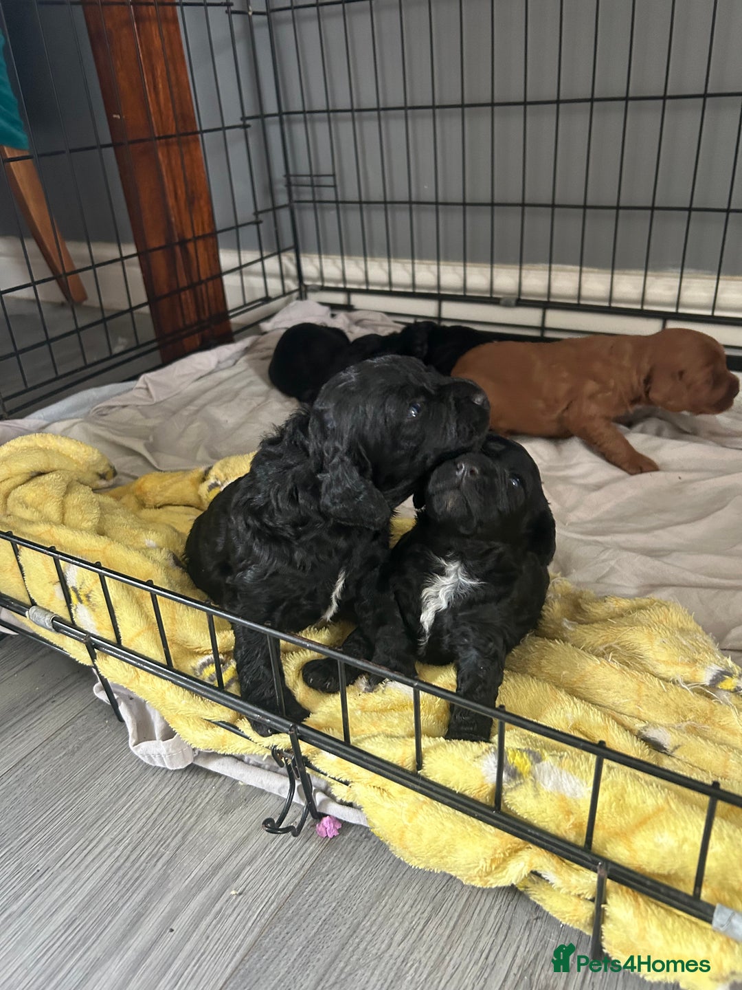 Mixed Breed dogs for sale: Cavalier-poo  - Image 10
