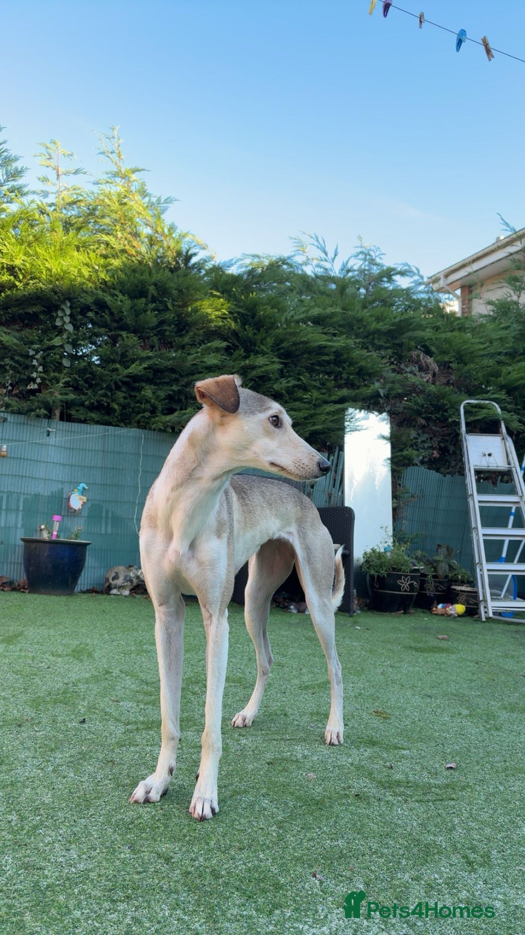 Mixed Breed dogs for sale: nova  - Advert 3