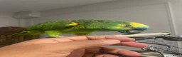 Parrots birds for sale: African Grey Congo & Amazons blue -for Sale - Advert 5