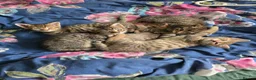 Domestic Shorthair cats for sale: 5 beautiful tabby kittens for Sale!!! - Advert 25