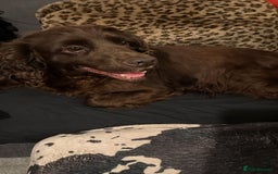 Cocker Spaniel dogs for sale: Female cocker spaniel - Image 1