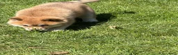 Mixed Breed dogs for sale: Chowski puppy’s  - Advert 2