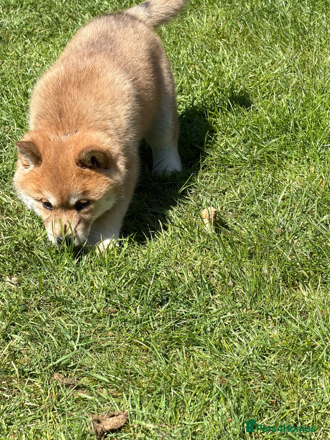 Mixed Breed dogs for sale: Chowski puppy’s  - Advert 2