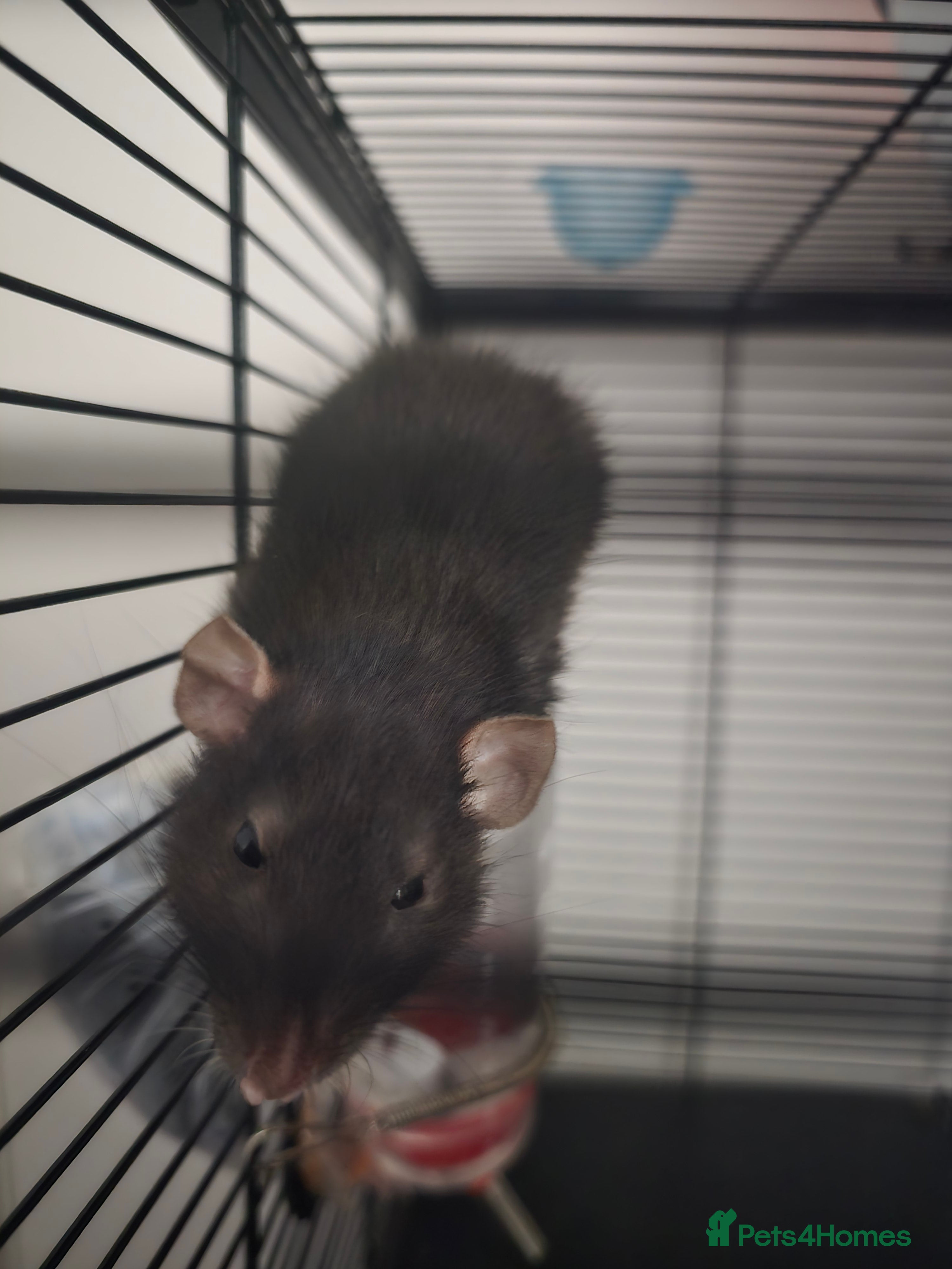 Rat rodents Two Female Siamese Dumbo - Advert 1