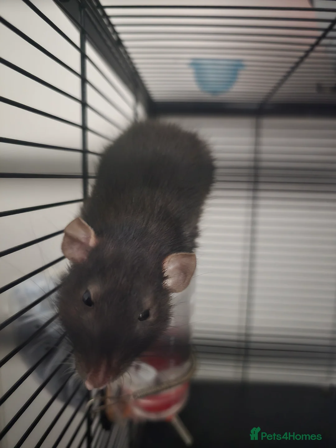 Rat rodents for sale: Two Female Siamese Dumbo - Advert 1