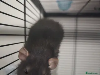 Rat rodents Two Female Siamese Dumbo - Advert 14