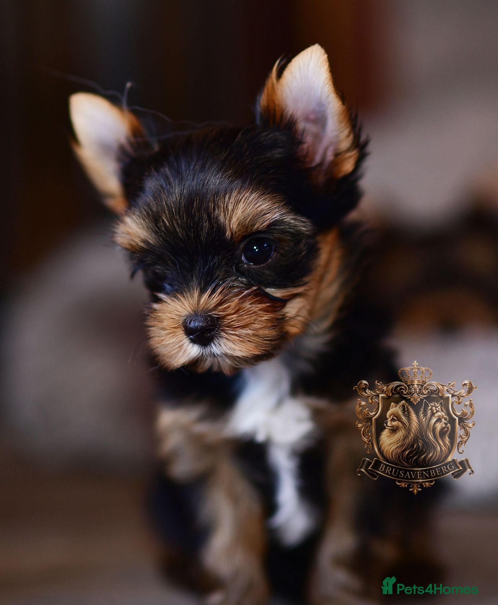 Yorkshire Terrier dogs PRICKED EARS MINIATURE YORKSHIRE TERRIERS KC DNA - Advert 6