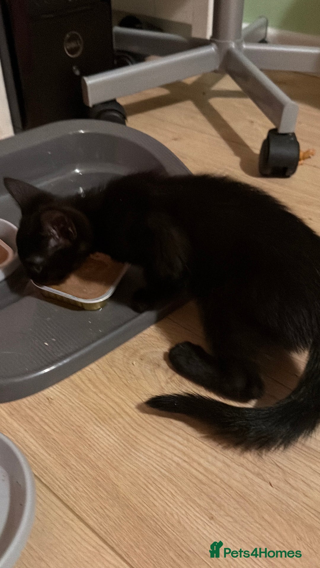 Mixed Breed cats for sale: Mother and daughter only together  - Advert 11