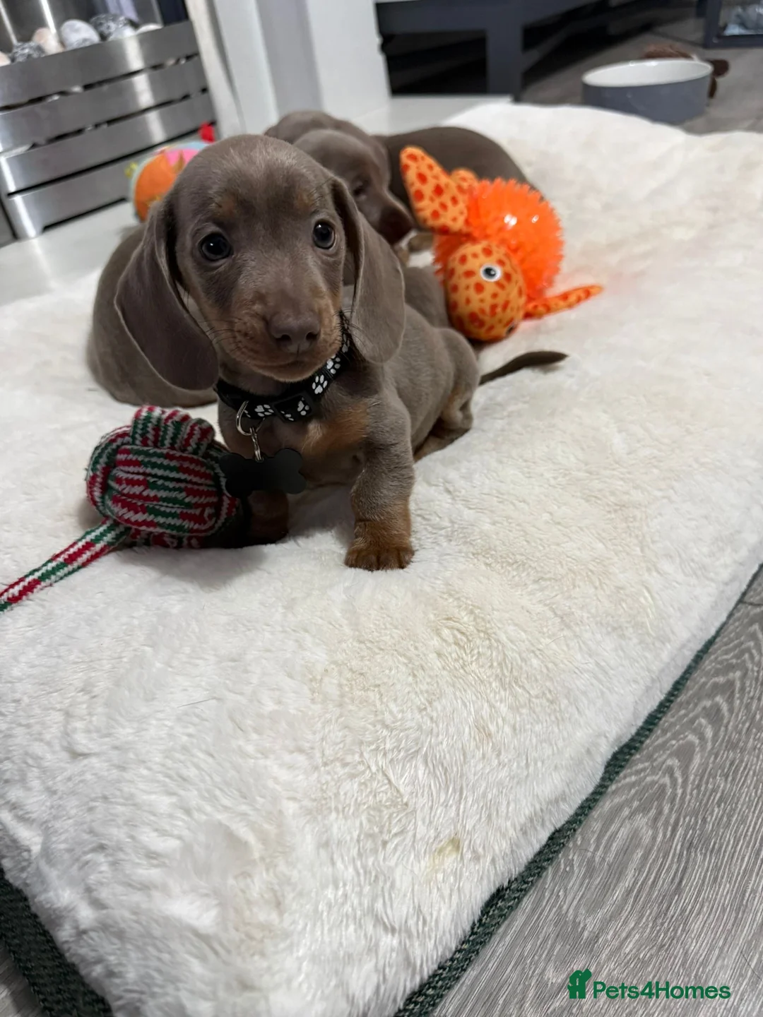 Miniature Dachshund dogs for sale: PRA Clear Miniature Dachshund Puppies  - Advert 3