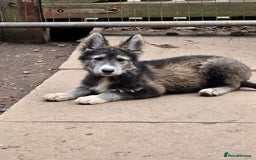 Mixed Breed dogs for sale: German Shepherd x Husky/Collie - Image 10