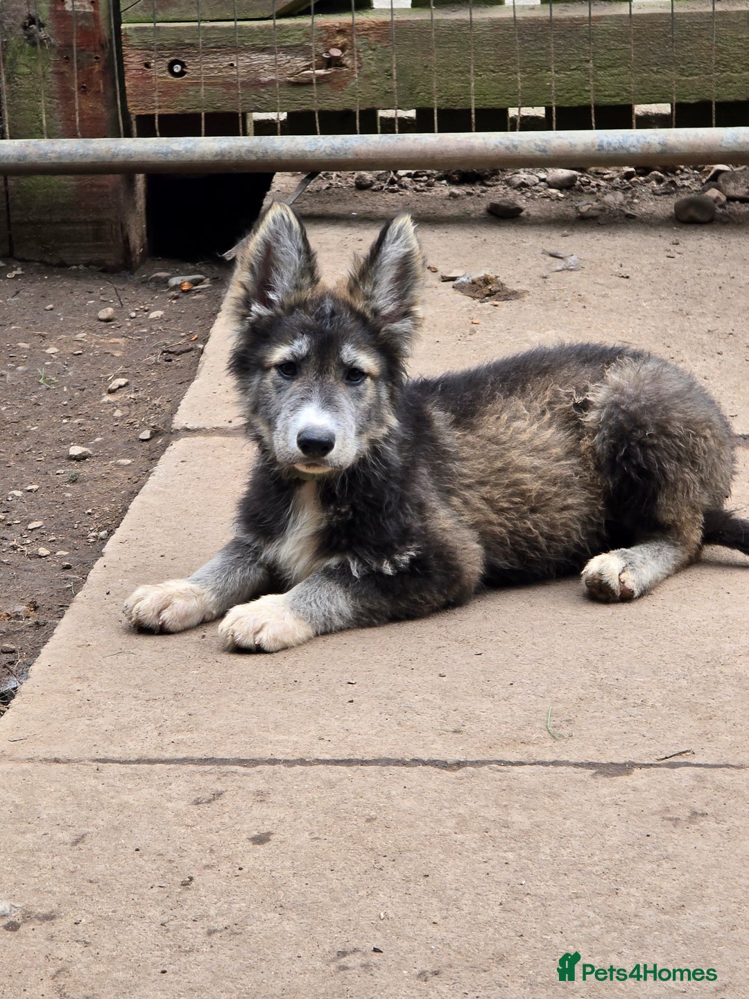 Mixed Breed dogs for sale: German Shepherd x Husky/Collie - Image 10