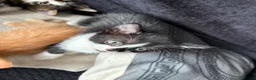 Mixed Breed cats for sale: 3 beautiful kittens ready to leave next week - Advert 3