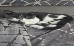 British Shorthair cats for sale: Beautiful Short-hair cross Cat - Image 1