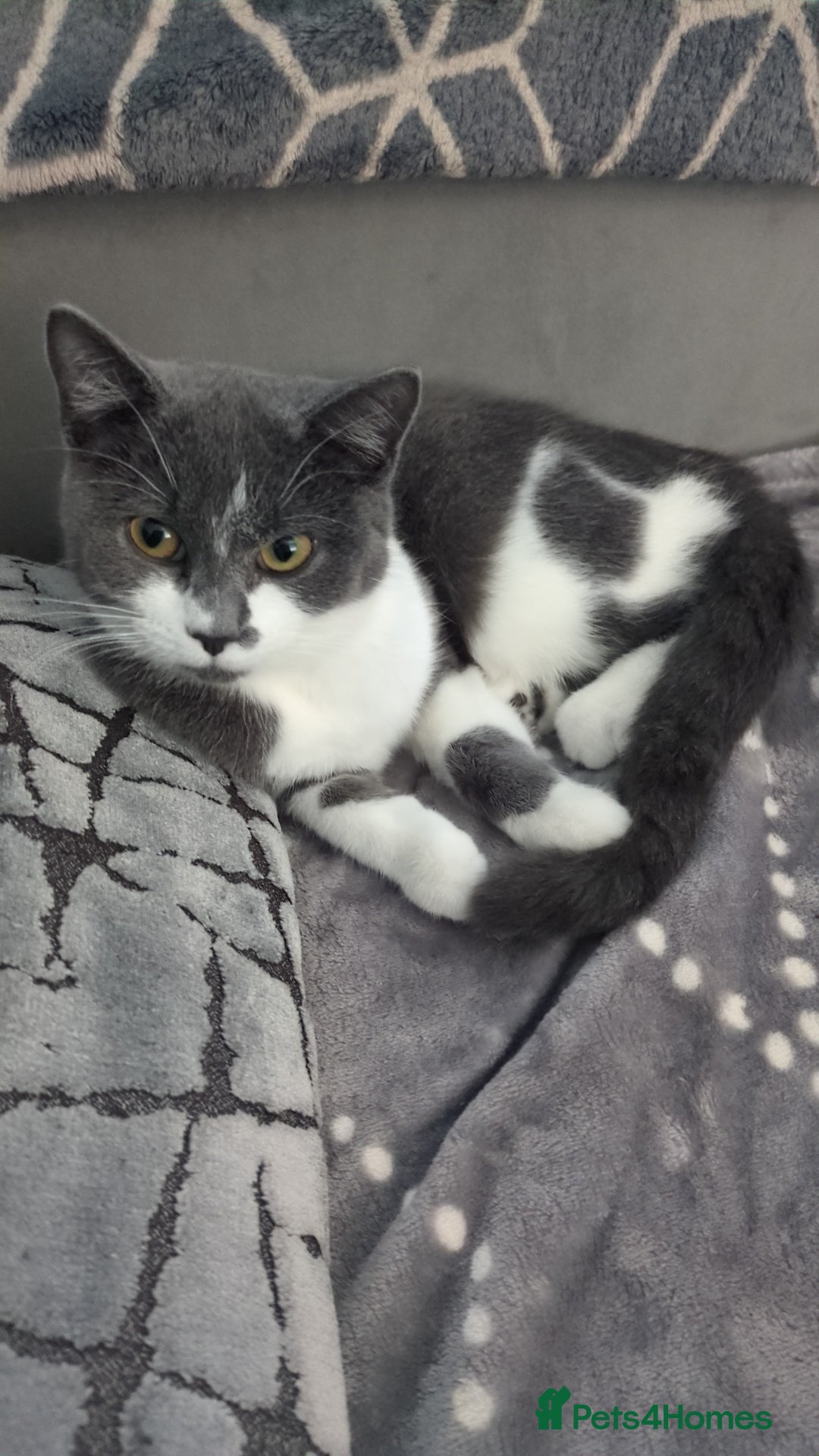 British Shorthair cats for sale: Beautiful Short-hair cross Cat - Image 1