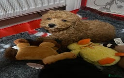 Toy Poodle dogs for sale: Two Adorable Toy Poodle  - Image 8