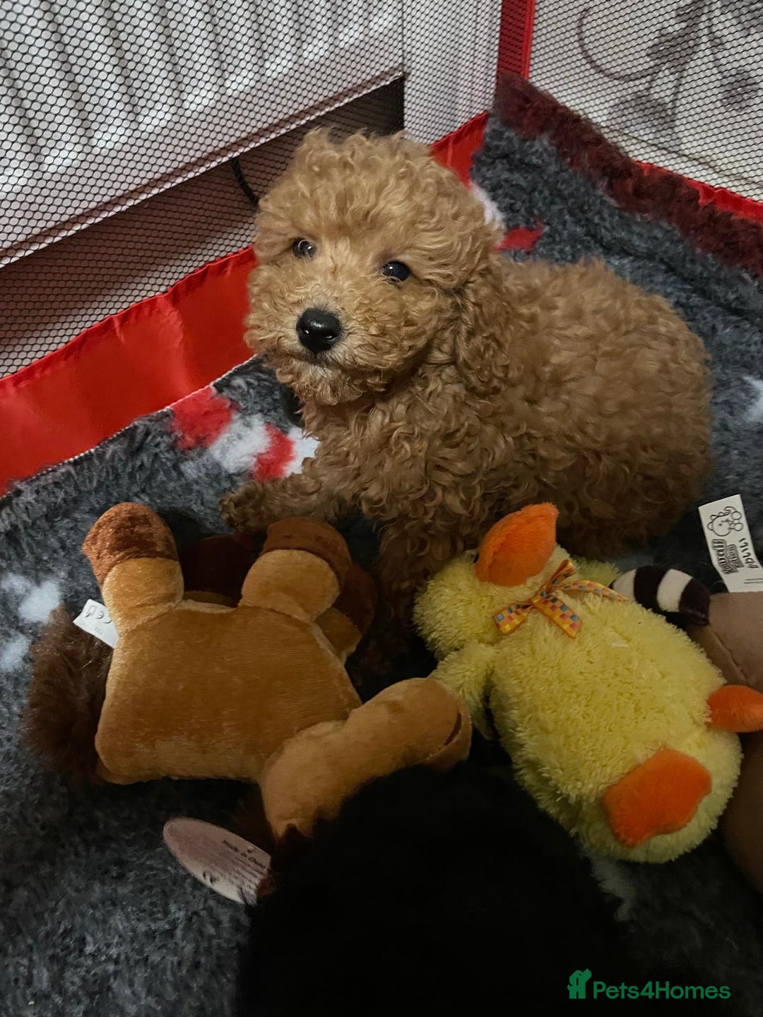 Toy Poodle dogs for sale: Two Adorable Toy Poodle  - Image 8