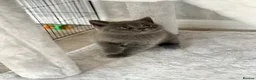 British Shorthair cats for sale: British shorthair kittens (blue) - Advert 3