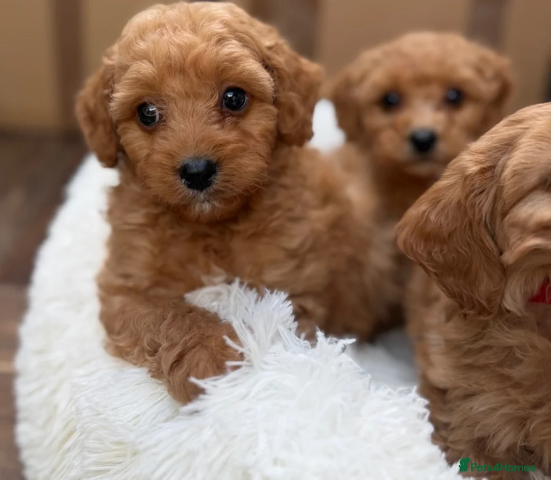 Cavapoo dogs for sale: 💕 beautiful cavapoos ready next week 💕 - Advert 2