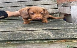 Miniature Dachshund dogs for sale: Long hair miniature female  - Image 9