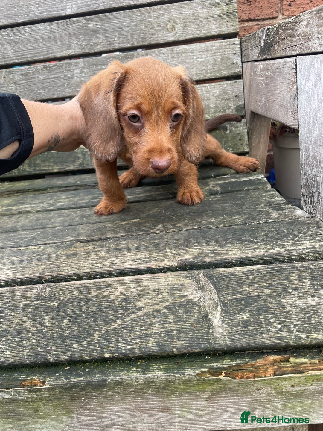 Miniature Dachshund dogs for sale: Long hair miniature female  - Image 9