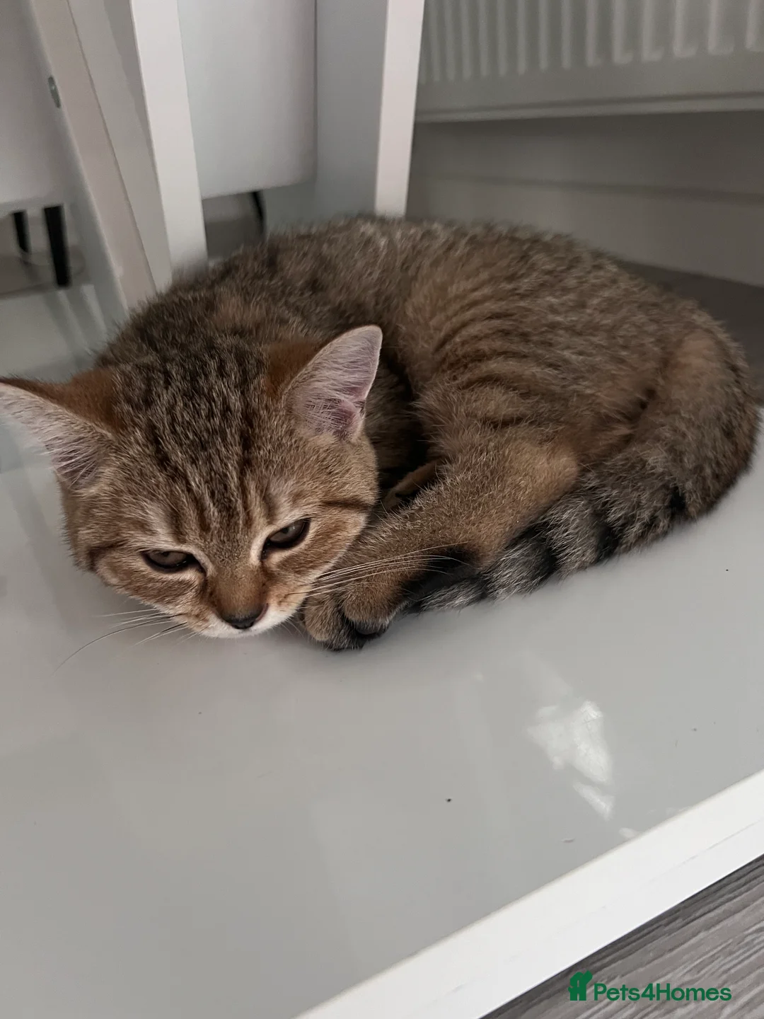 British Shorthair cats for sale: Kitten ,British shot hair  - Advert 10