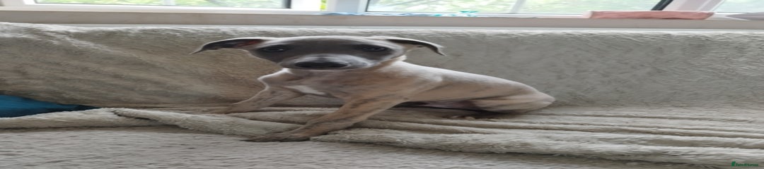 Whippet Puppy 2