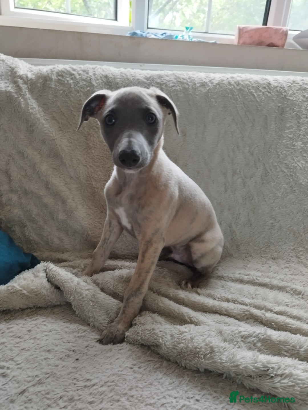 Whippet dogs for sale: Gorgeous blue KC reg whippet pups in Narberth - Image 4