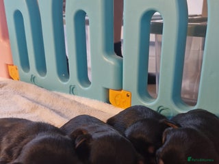 Chorkie dogs Yorkies cross chihuahua - Advert 17