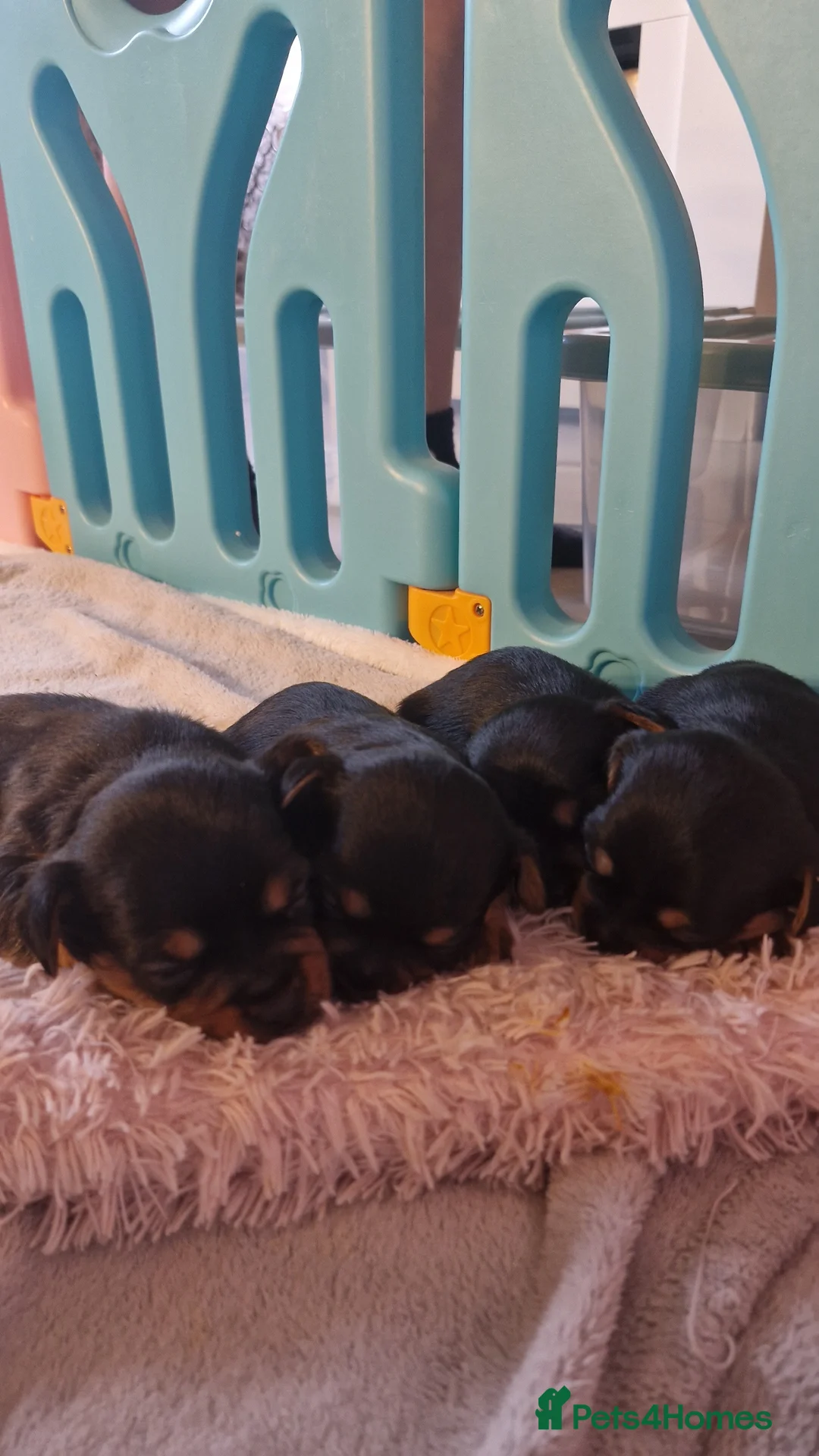 Chorkie dogs for sale: Yorkies cross chihuahua  - Advert 1