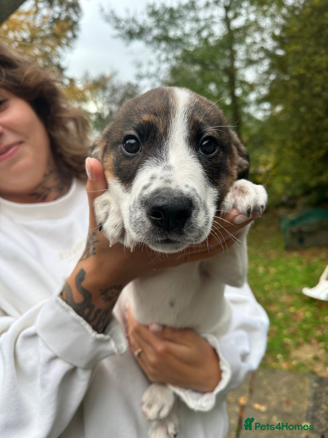 Mixed Breed dogs for sale: Goldendoodle X collie  - Image 5