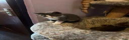 Mixed Breed cats for adoption: Little Bear is a cutie boy looking for a home in Hook - Advert 5